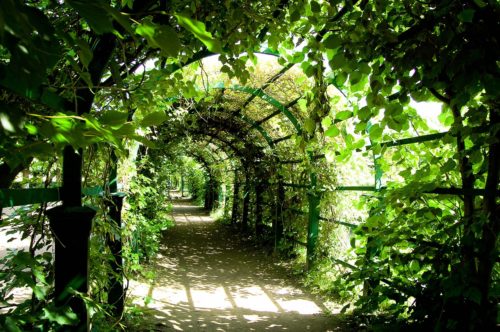 幸せへと続く緑のトンネル
